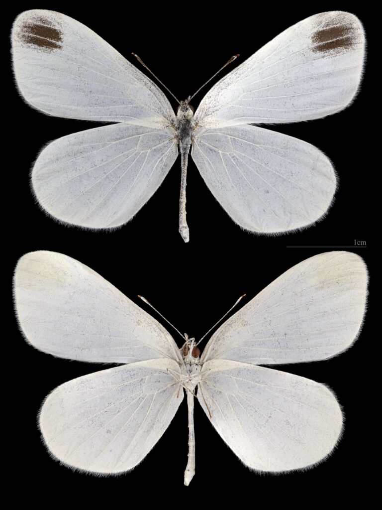 Bělásek hrachorový (Leptidea sinapis)