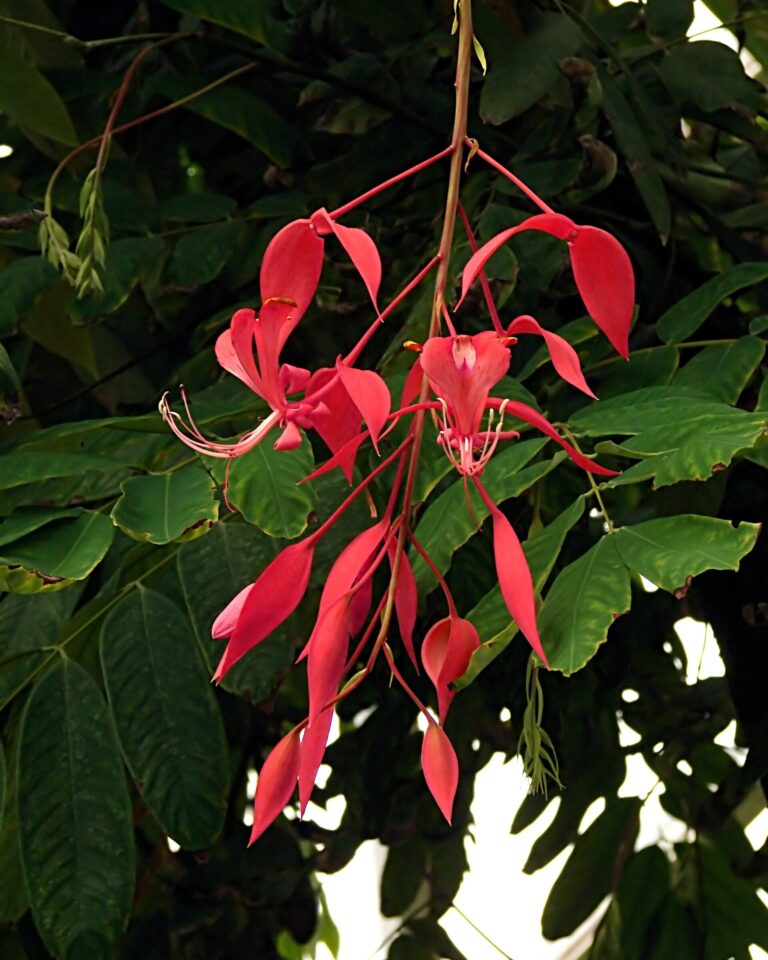 Amherstie vznešená (Amherstia nobilis)