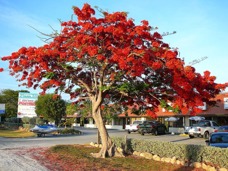 Delonix královská (Delonix regia)