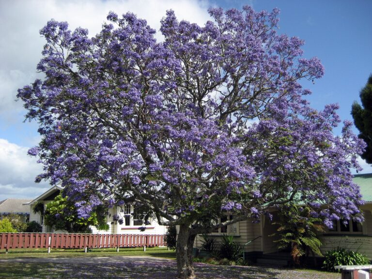 Jakaranda (Jacaranda mimosifolia)