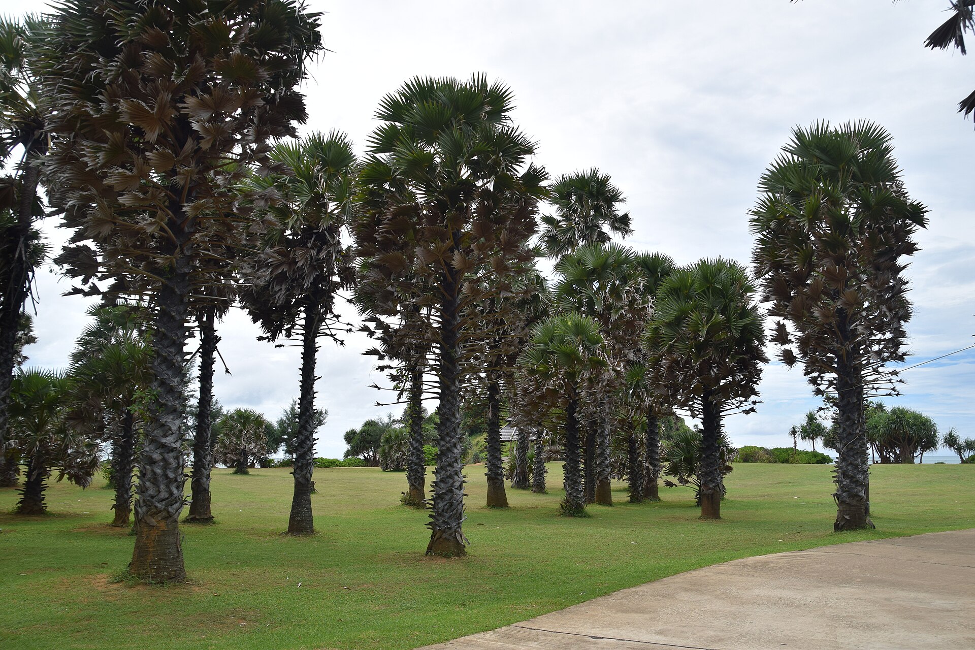 Palma lontar
