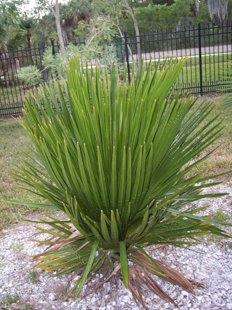 Kopernicie Kopernicie (Copernicia macroglossa)