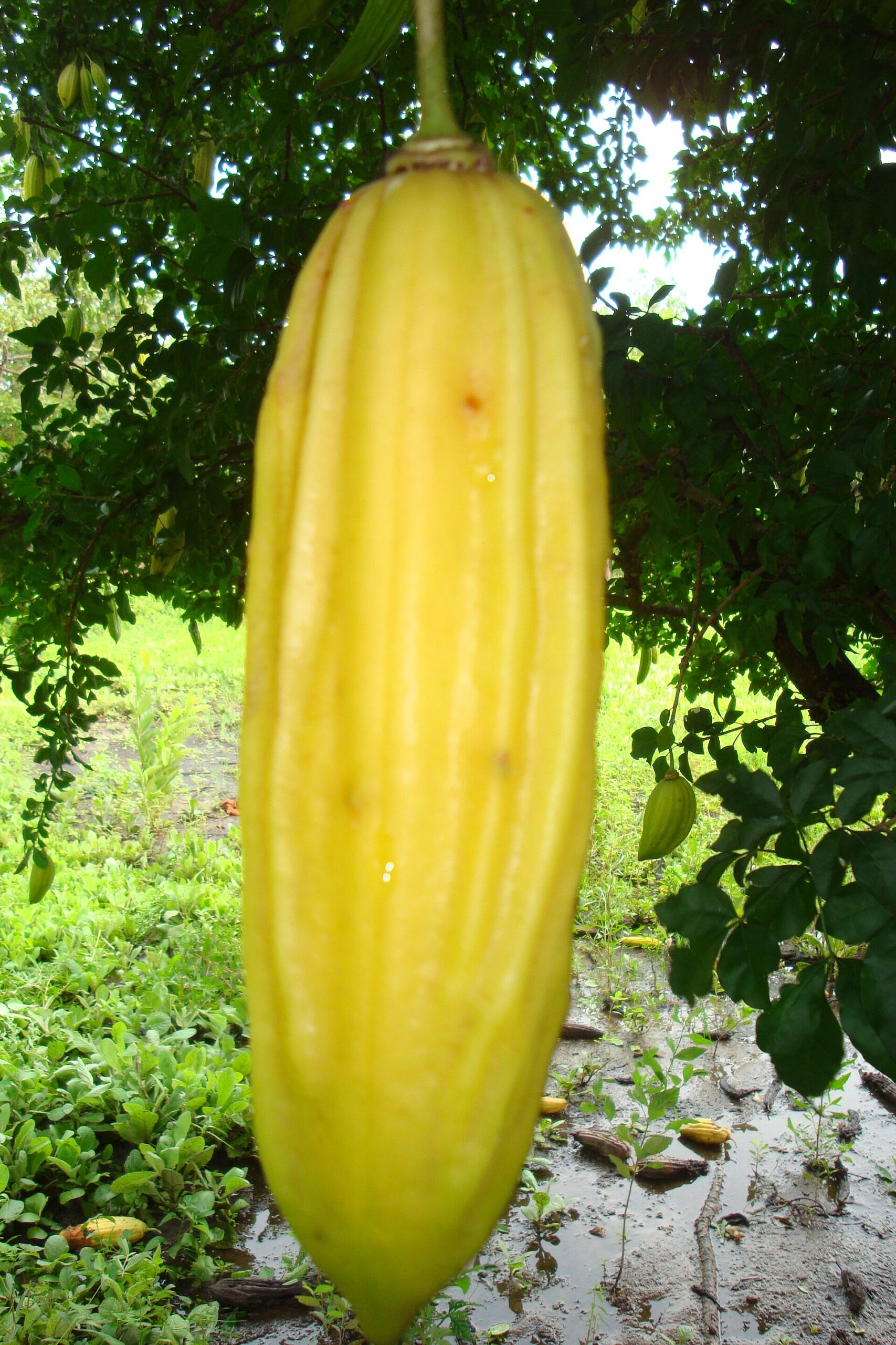 Parmentiera pichlavá