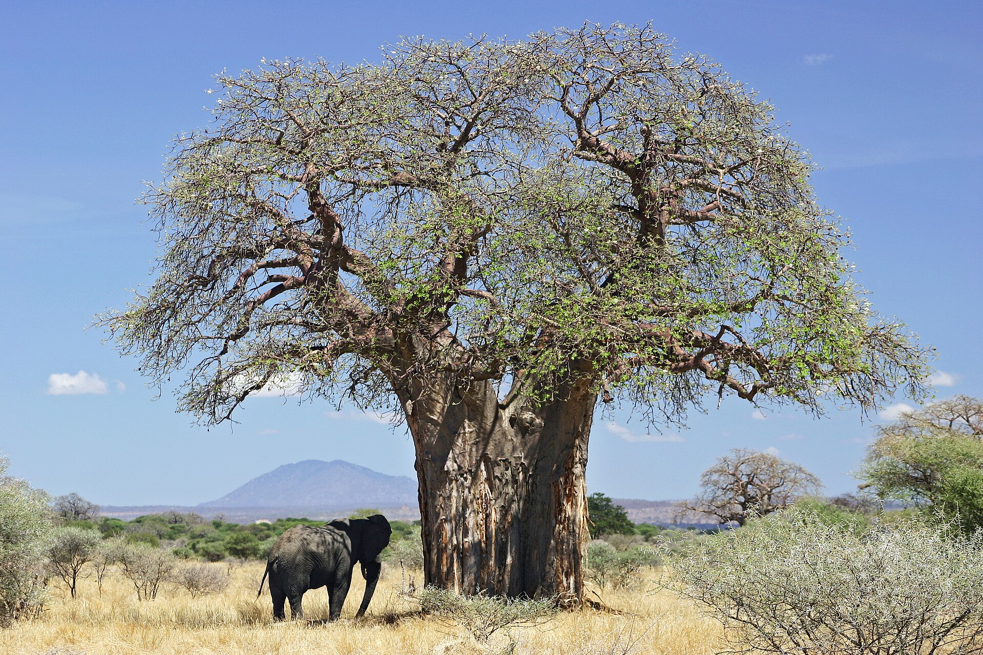 Baobab prstnatý