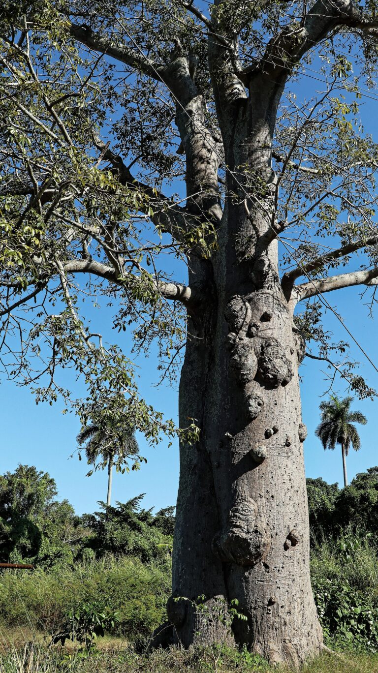 Vlnovec pětimužný - kapok (Ceiba pentandra)