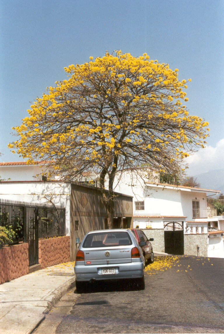 Tabebuja zlatokvětá (Tabebuia chrysantha)