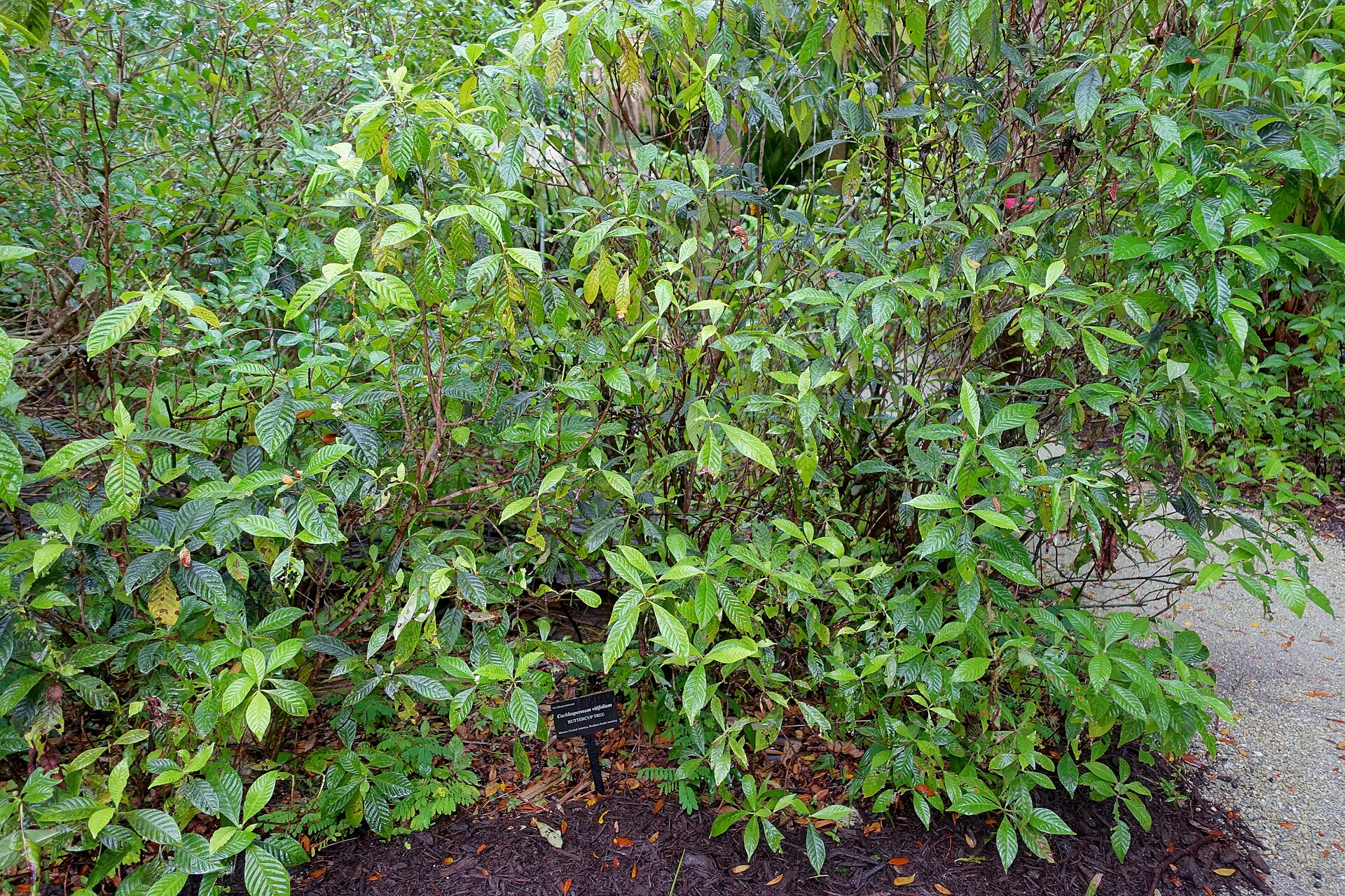 Kochlospermum révolisté