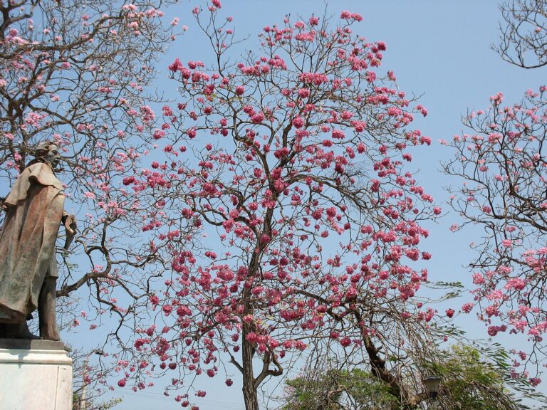 Tabebuja růžová (Tabebuia rosea)
