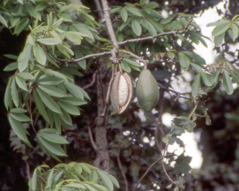 Vlnovec (Ceiba)