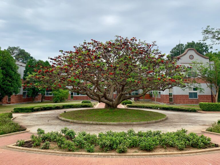 Zarděnice pestrá (Erythrina variegata)