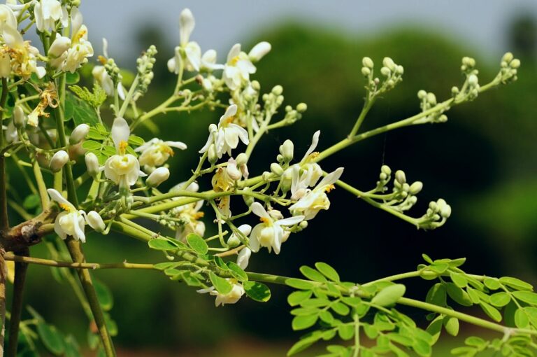Moringa olejodárná Moringa olejodárná (Moringa oleifera)