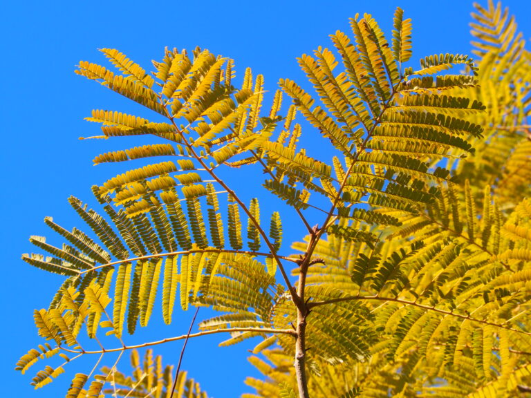 Peltoforum (Peltophorum)