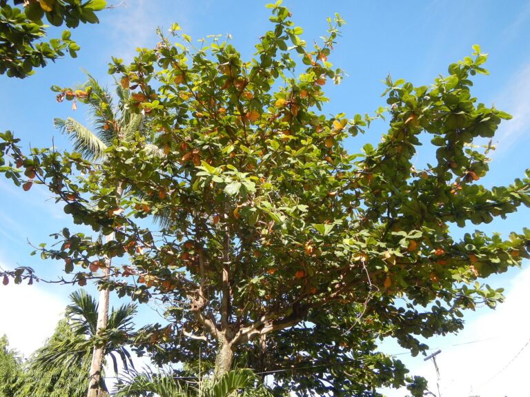 Terminalie (Terminalia catappa)
