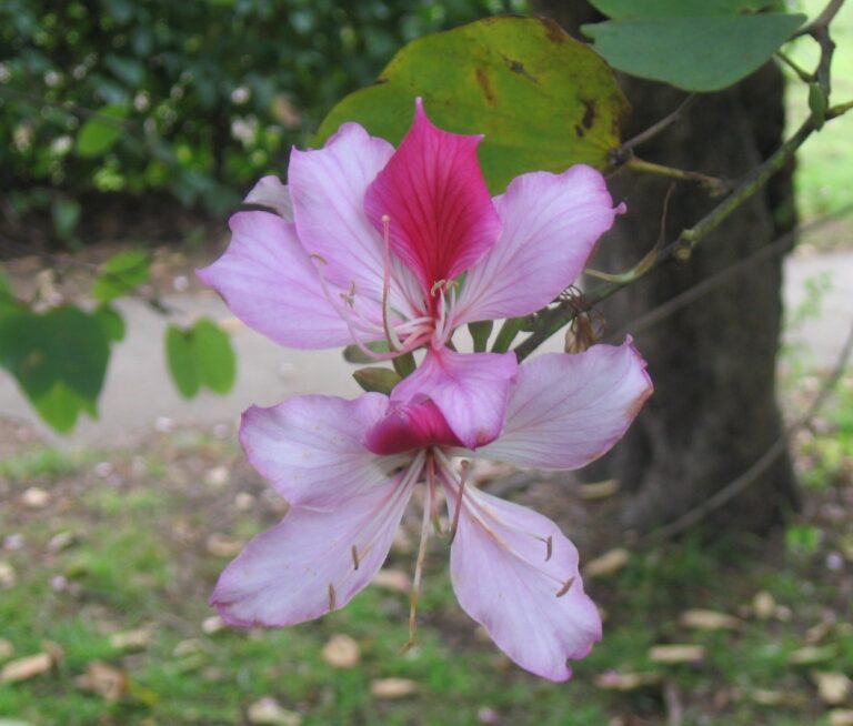 Bauhinie pestrá (Bauhinia variegata)