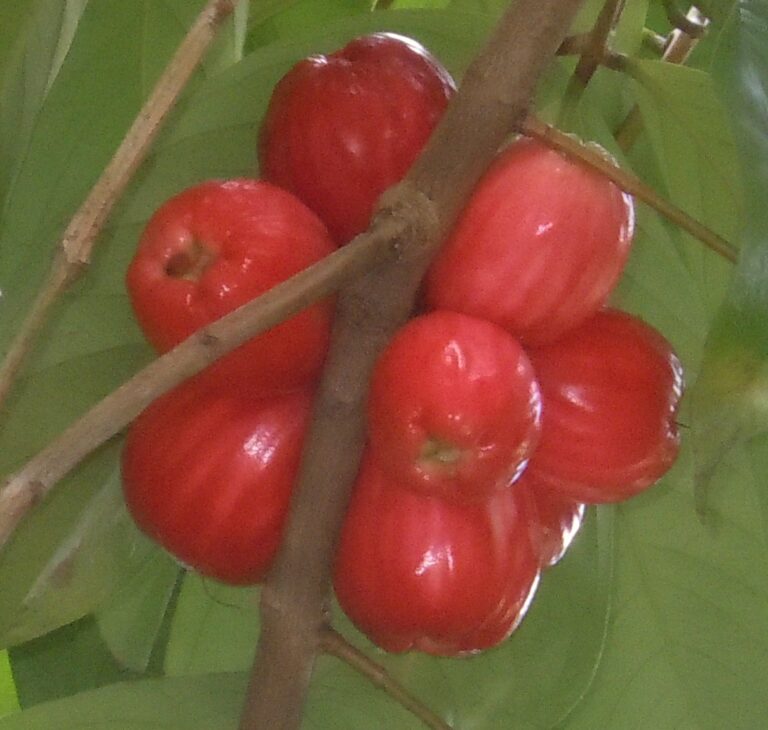 Hřebíčkovec malajský (Syzygium malaccense)