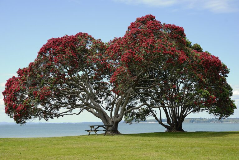 Železnec (Metrosideros excelsa)