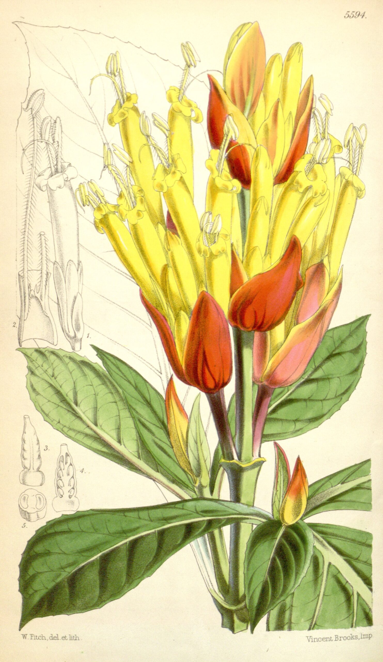 Sanchezie vznešená