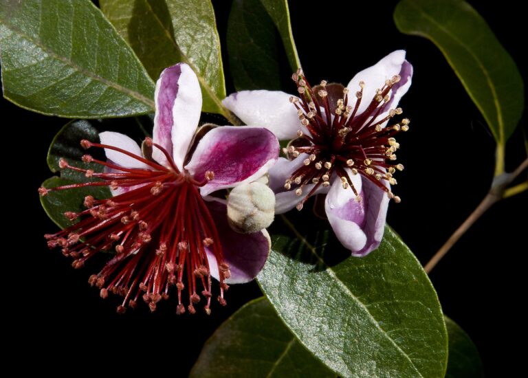 Fejchoa (Feijoa sellowiana)