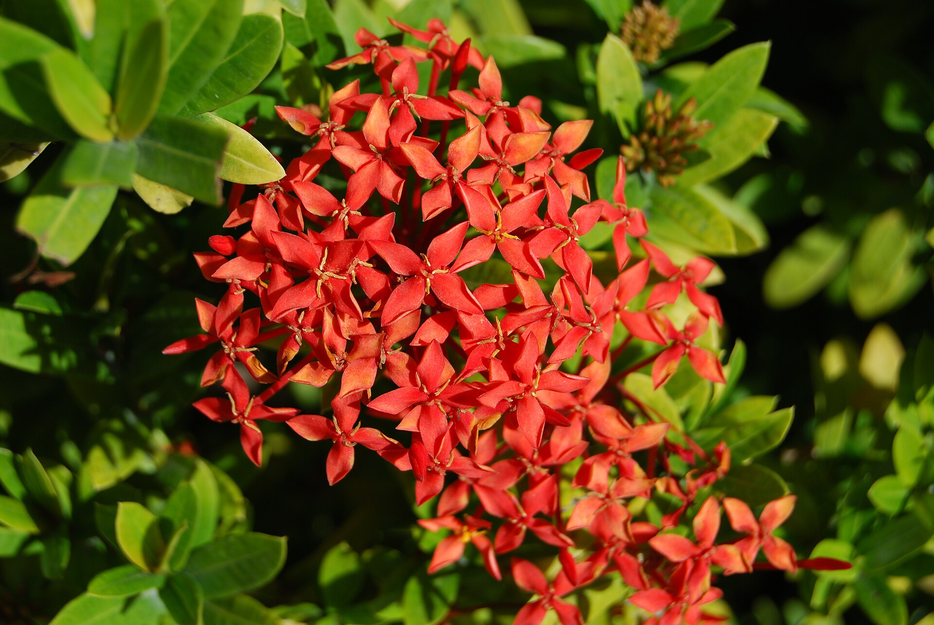 Ixora šarlatová