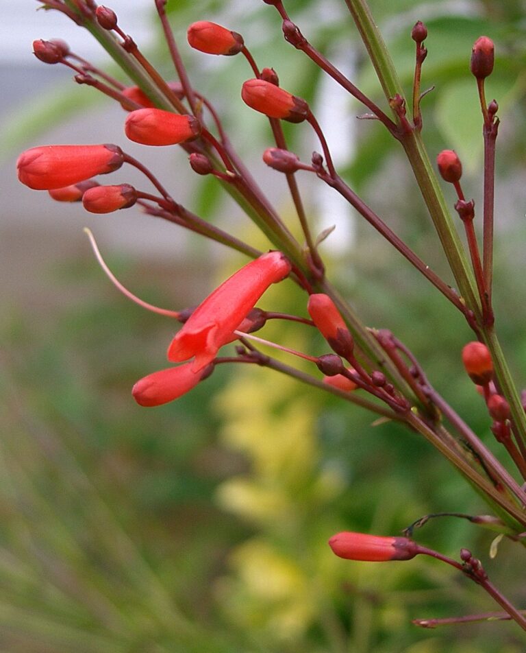Russelie přesličkovitá (Russelia equisetiformis)