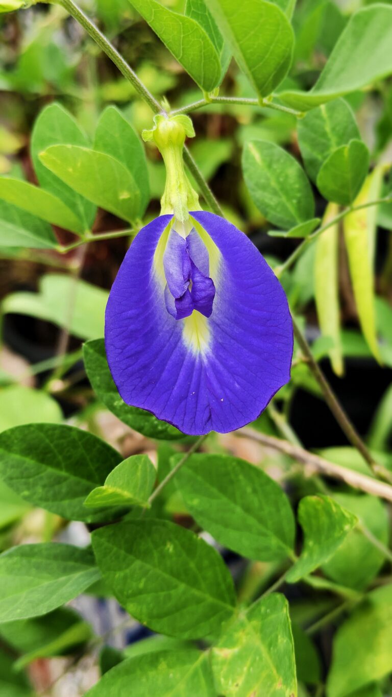 Klitoria ternatská (Clitoria ternatea)