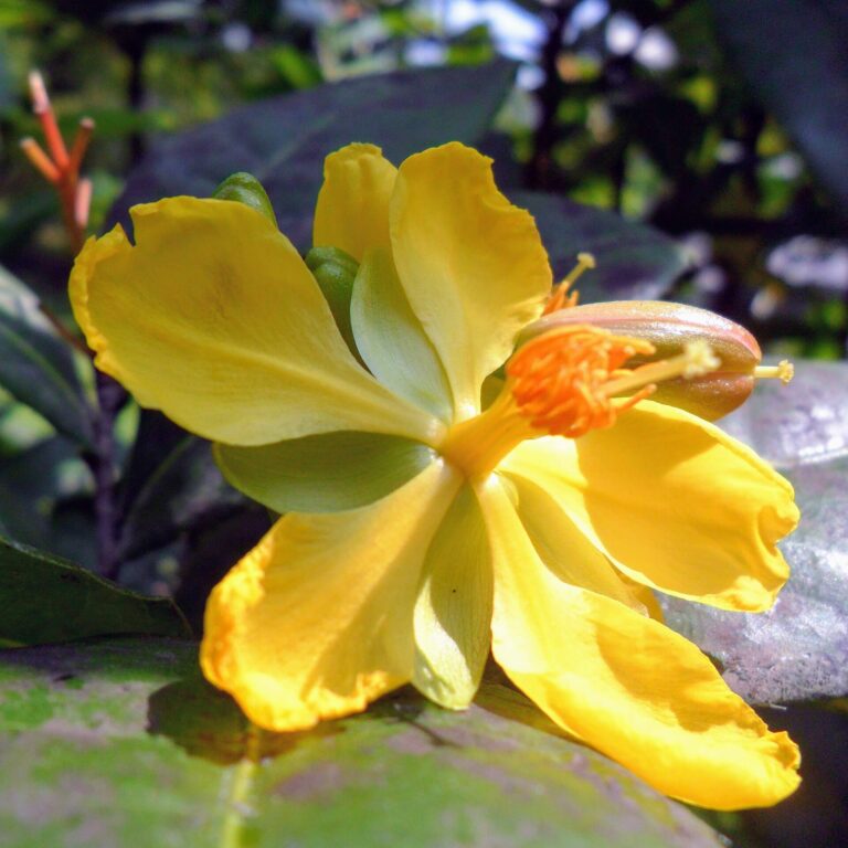 Ochna pilovitá (Ochna serrulata)