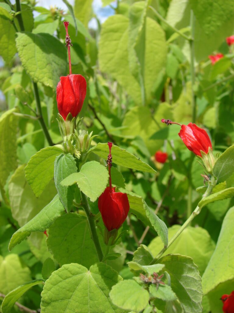 Malvaviskus stromovitý Malvaviskus stromovitý (Malvaviscus arboreus)