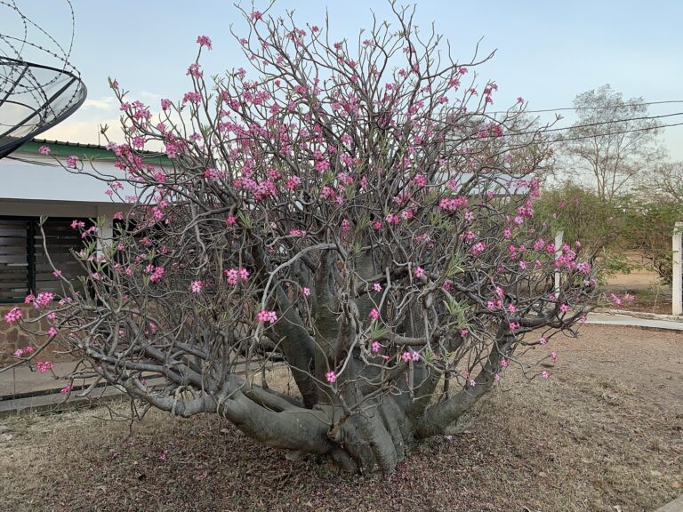 Adenium tučné