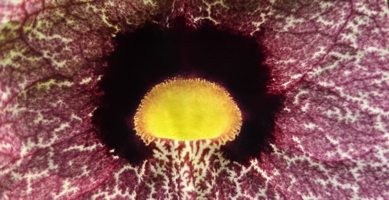 Podražec obrovský Podražec obrovský (Aristolochia gigantea)