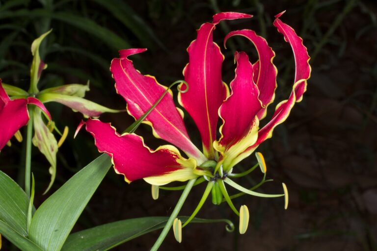 Glorioza nádherná (Gloriosa superba)