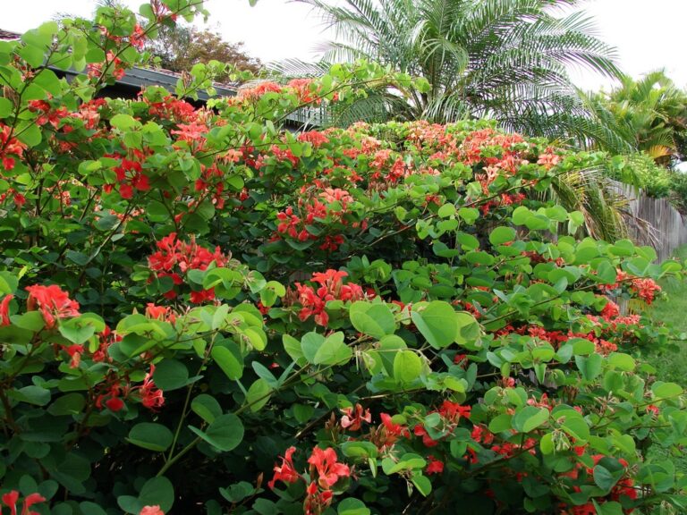 Bauhinie červená (Bauhinia galpinii)