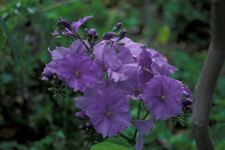 Lilek kostarický (Solanum wendlandii)