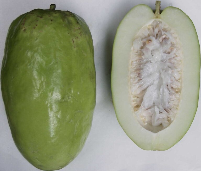 Mučenka čtyřhranná (Passiflora quadrangularis)