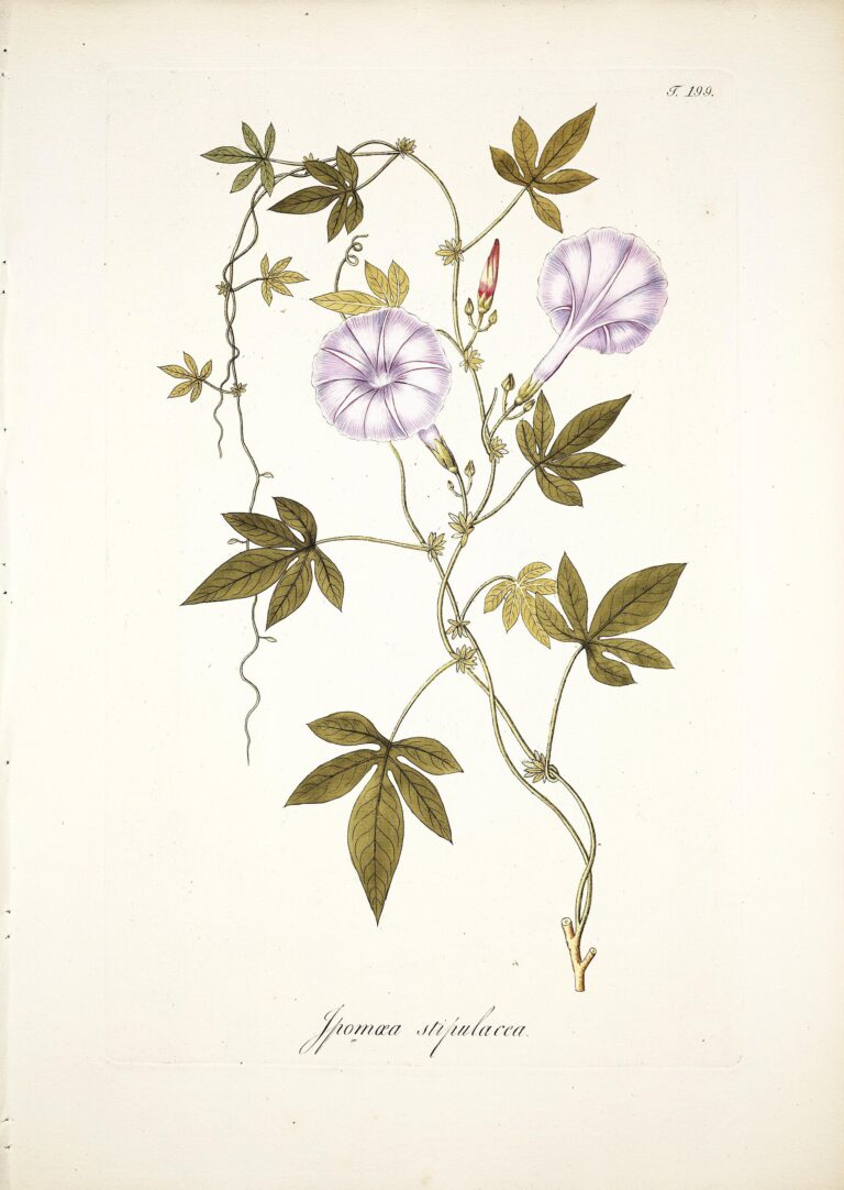 Povíjnice káhirská (Ipomoea cairica)