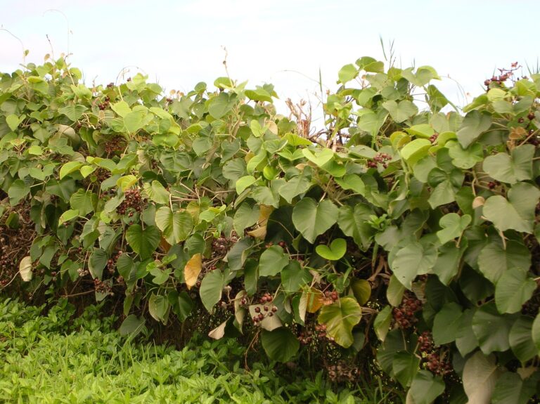 Argyreja (Argyreia nervosa)