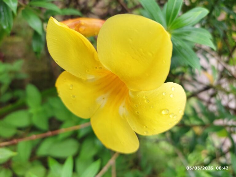 Allamanda (Allamanda cathartica)