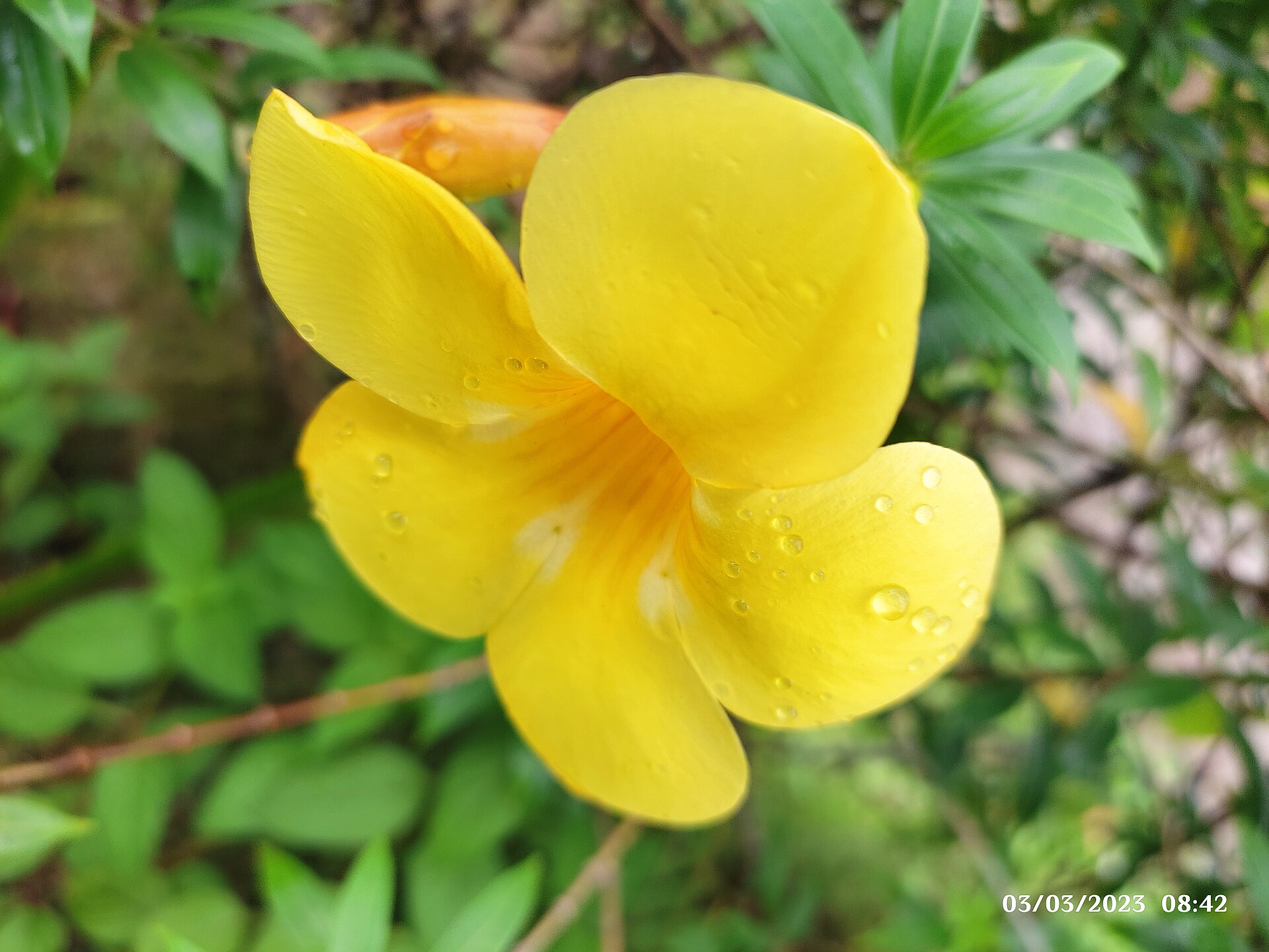 Allamanda