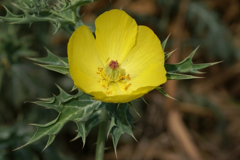 Pleskanka mexická Pleskanka mexická (Argemone mexicana)