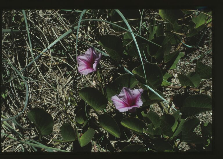 Povíjnice kozí noha (Ipomoea pes-caprae)