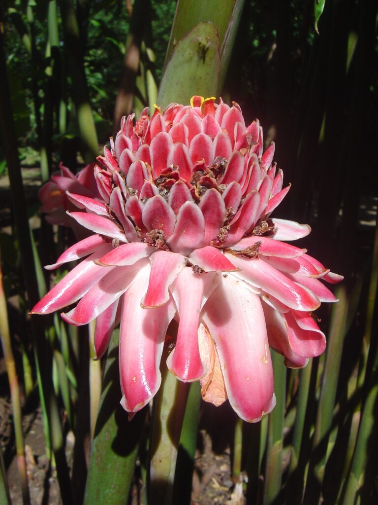 Etlingera vyšší (Etlingera elatior)