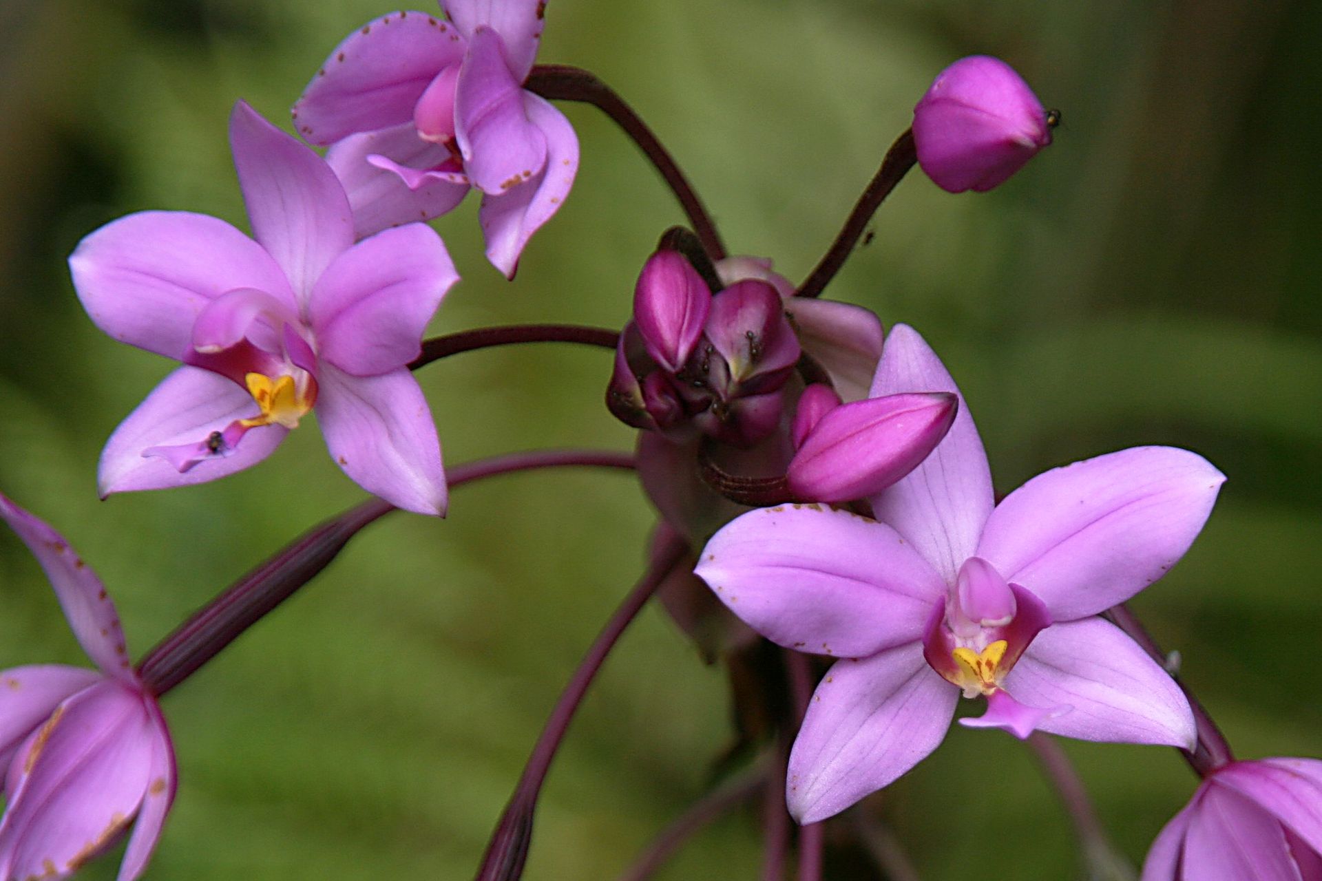 Spathoglottis řasnatá