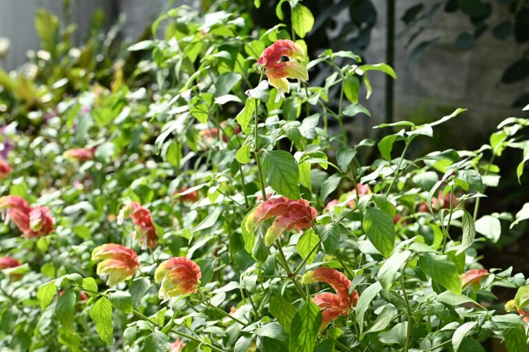 Právenka (Justicia brandegeeana)