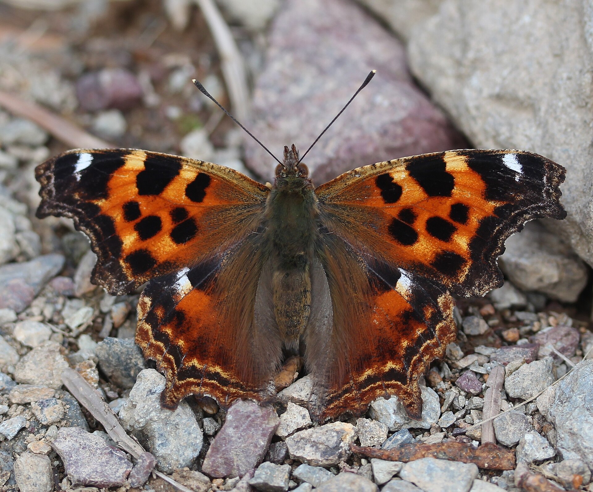 Babočka bílé l