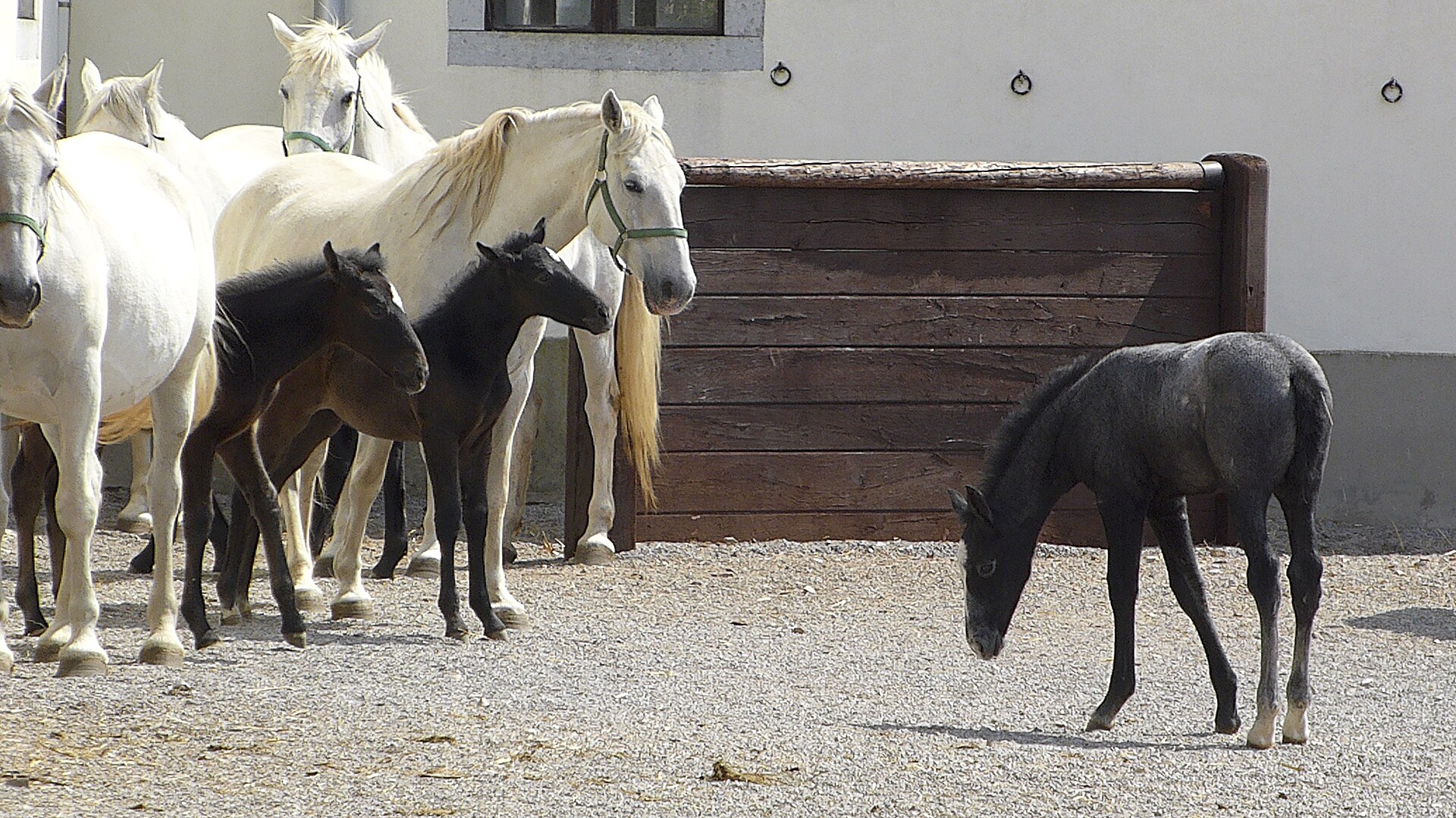 Lipicán