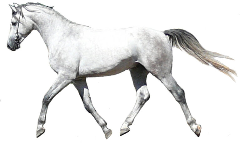 Shagya