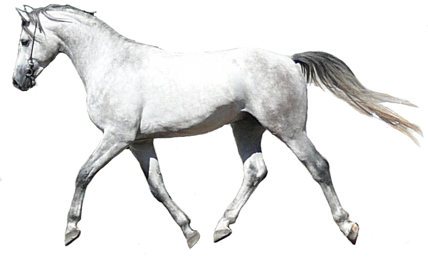 Shagya