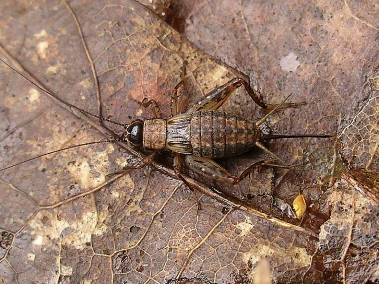 Cvrček lesní (Nemobius sylvestris)