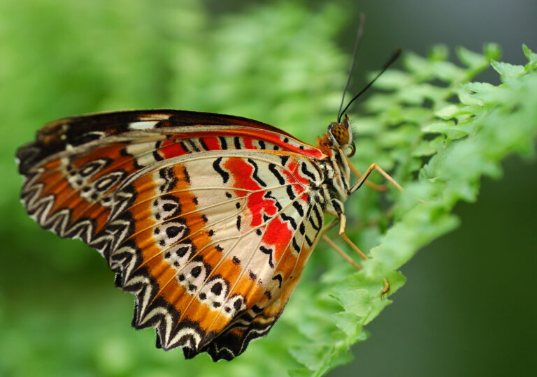 Babočka cyanská (Cethosia cyane)