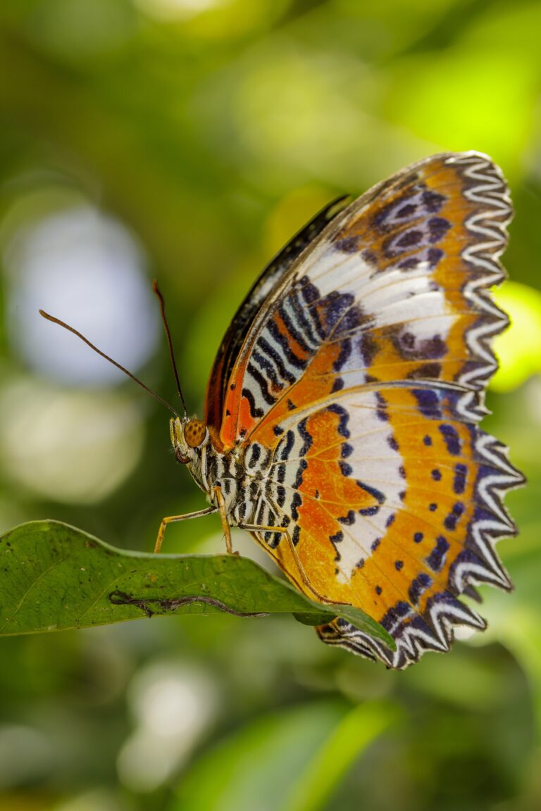 Babočka malajská (Cethosia hypsea)