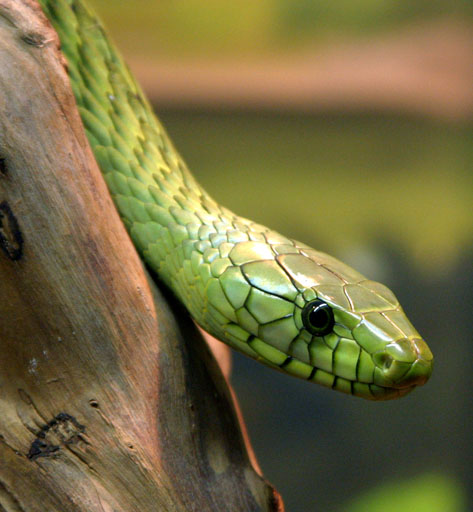 Mamba západoafrická